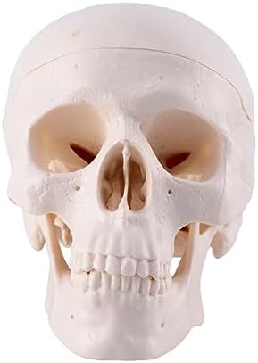 Creative Halloween Skull Decoration for Parties and Pranks