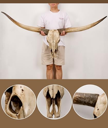 SvRite 70 Inch Long Horn Cow Skull Wall Decor