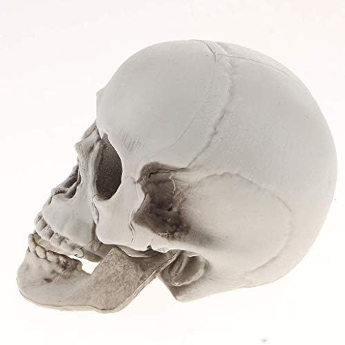 FRECI Plastic Human Head Skeleton Figurine for Halloween Decoration