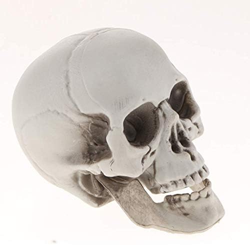 FRECI Plastic Human Head Skeleton Figurine for Halloween Decoration