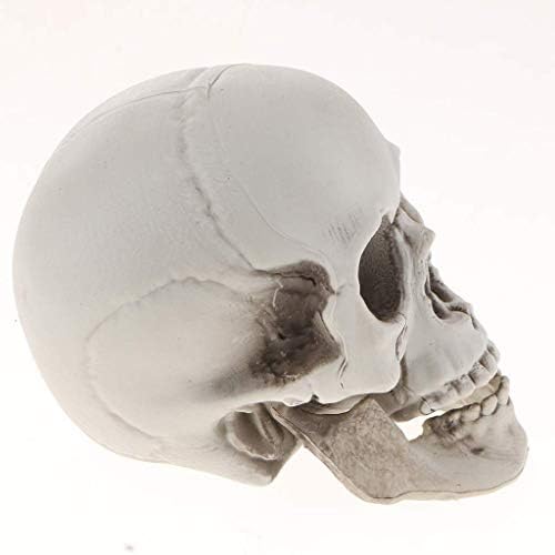 FRECI Plastic Human Head Skeleton Figurine for Halloween Decoration